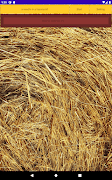 a needle in a haystack 截图 7