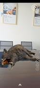 AR Zoo screenshot 3