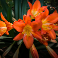 Clivia Wallpaper