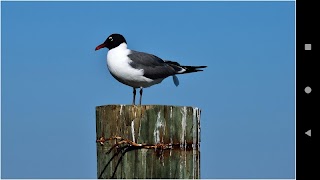 Nền Gull tốt nhất ảnh chụp màn hình 2