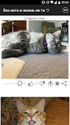 Без кота и жизнь не та ツ স্ক্রিনশট 3