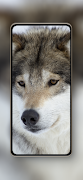 Wolf Wallpapers HD 4k screenshot 7