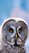 7 Schermata Owl Wallpaper