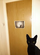 6 Schermata Cat Bomb Camera