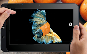 Flashy Fish تصوير الشاشة 3