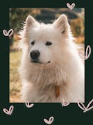 برنامه‌نما Cute Photo Frame عکس از صفحه