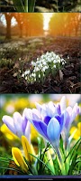 Bing today wallpaper اسکرین شاٹ 1