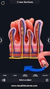 Digestive System Anatomy 截圖 7