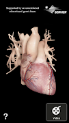 Cardiological poster