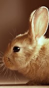 Rabbit wallpaper screenshot 7