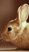 Rabbit wallpaper syot layar 7