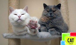 Cat Face Puzzle 포스터