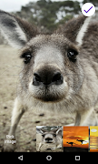 Kangaroo Lock Screen 海报
