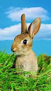 Rabbit wallpaper screenshot 5