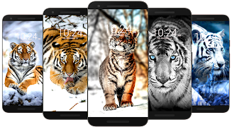 Tiger Wallpaper HD & 4K Ekran Görüntüsü 4