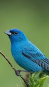 Audubon Bird Guide screenshot 1