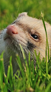 7 Schermata Ferrets Wallpapers