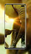 Elephant Wallpaper screenshot 5
