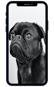 Papéis de parede pug imagem de tela 2