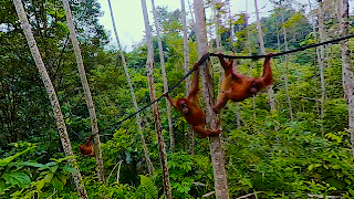 Virtual Reality Animals! screenshot 1