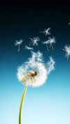Dandelion Wallpaper screenshot 3