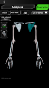 Osseous System in 3D (Anatomy) ภาพหน้าจอ 6