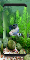 Channa Fish Wallpaper screenshot 6