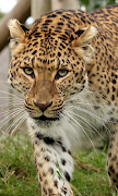 Leopard Live Wallpaper (Wallpapers & Backgrounds) 截圖 2