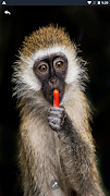 monkey wallpapers offline ảnh chụp màn hình 4