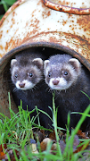 Ferrets Wallpapers скриншот 6