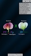 Test Cross: pea flower スクリーンショット 2