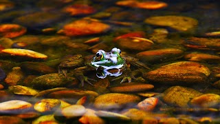 Frog Wallpaper স্ক্রিনশট 2
