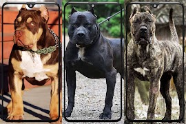 3 Schermata Pitbull Wallpaper