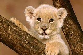 동물 조각 그림 맞추기 스크린샷 2