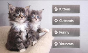 Cats Memory Game Free screenshot 3