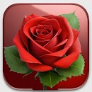 Rose Wallpaper APK