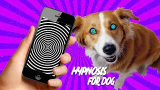 Real Hypnotizer For Dogs poster