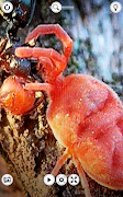 برنامه‌نما Microscope Pro عکس از صفحه