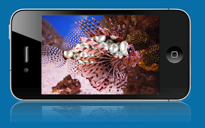 Flashy Fish 스크린샷 2
