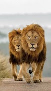 برنامه‌نما والپیپر شیر عکس از صفحه