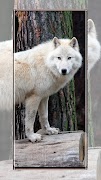 Fondos de pantalla de lobo captura de pantalla 5