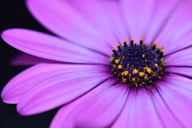 Flower Puzzle Sliding screenshot 1