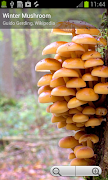 Myco free - Mushroom Guide Ekran Görüntüsü 2