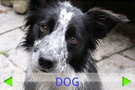 Toddler Tapping Zoo poster