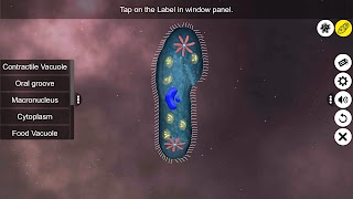 Learn Protozoa ภาพหน้าจอ 5