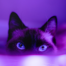 Purple Aesthetic Backgrounds APK