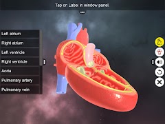 Double circulation screenshot 1