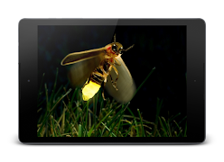 Firefly HD Lock Screen 스크린샷 6