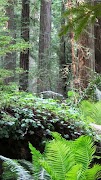 6 Schermata Foresta