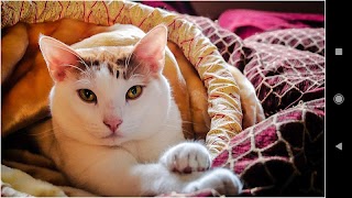 Cat Wallpapers And Themes poster